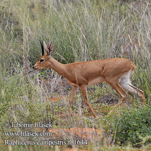 Steenbokantilope steenbokkie steenantilope