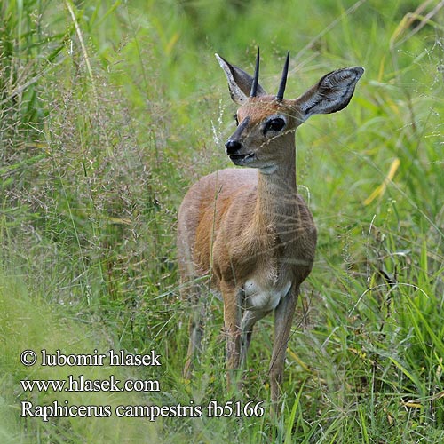 Antilope Roccas Közönséges őszantilop