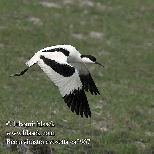 Recurvirostra avosetta ea2967
