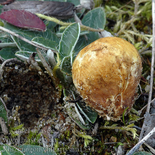 Rødnende ekornnøtt Rhizopogon vulgaris Kořenovec tenkovýtrusý