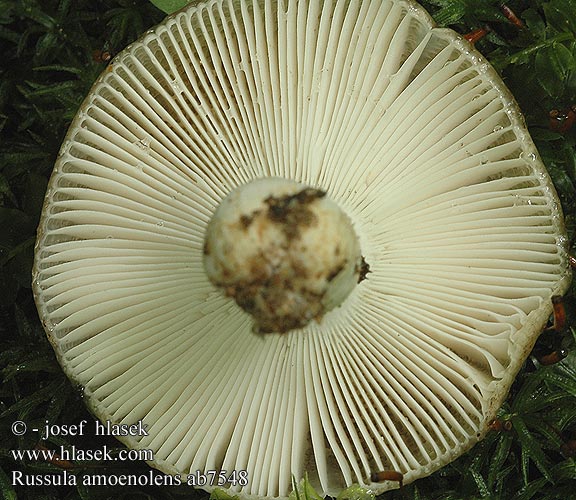 Russula amoenolens Camembert-Täubling gołąbek przyjemny Plávka lúčovitá Holubinka hřebílkatá Vonjavna golobica