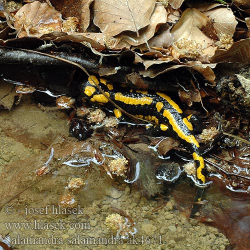 Salamandra plamista škvrnitá Mlok skvrnitý zemní