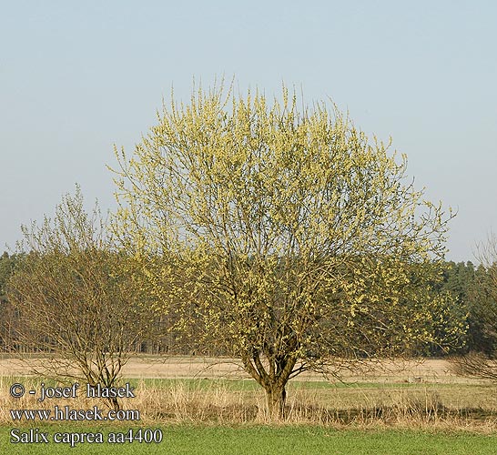 Salix caprea Vrba jíva