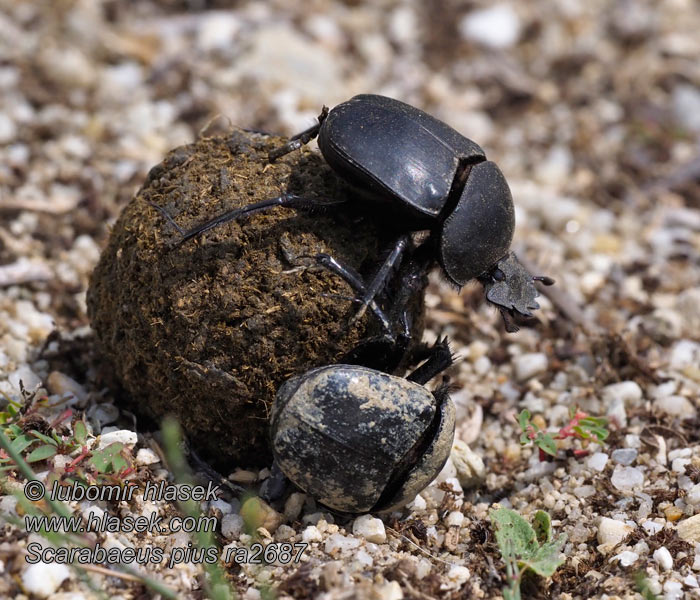 Dung beetle Miskruier جعل Mistkäfer Scarabaeus sacer