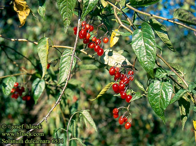 Solanum dulcamara Bittersød Natskygge Punakoiso