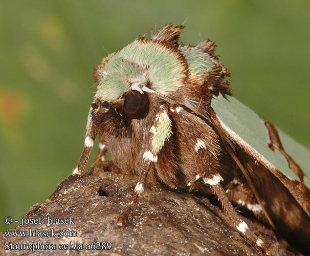 Staurophora celsia Buckabagoly Jaspisyökkönen Grönt rotfly