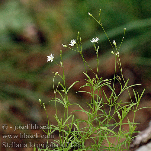 Stellaria longifolia Ptačinec dlouholistý Longleaf Stitchwort