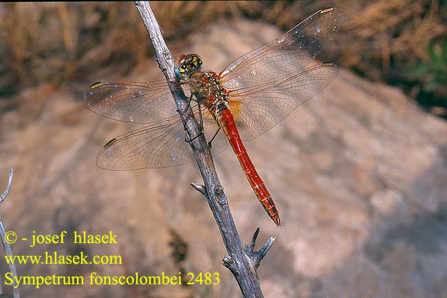 Sympetrum fonscolombei 2483