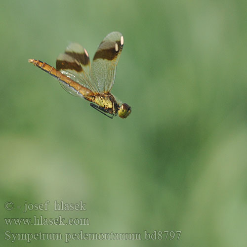 褐带赤蜻 Sympétrum Piémont Szalagos szitakötő