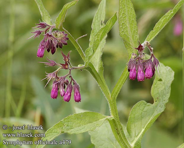 Symphytum officinale Consoude officinale Fekete nadálytő ヒレハリソウ