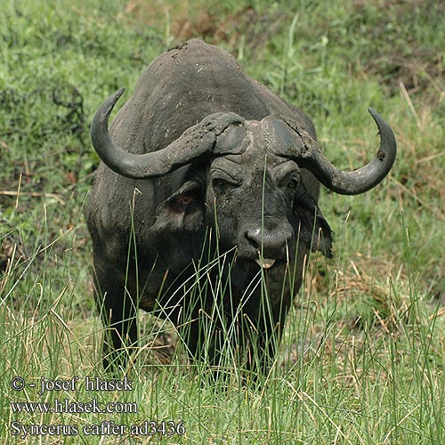 Syncerus caffer Cape Buffalo African Buffel