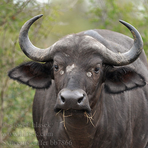 Cape Buffalo African Buffel Afrikanische Büffel Afrika