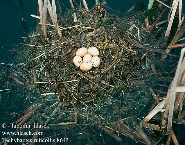 eggs nest Potápka malá Lille Lappedykker Dodaars Pikku-uikku