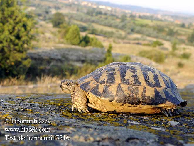 Griechische Landschildkröte Herman's Tortoise Testuggine comune Želva Hermannova