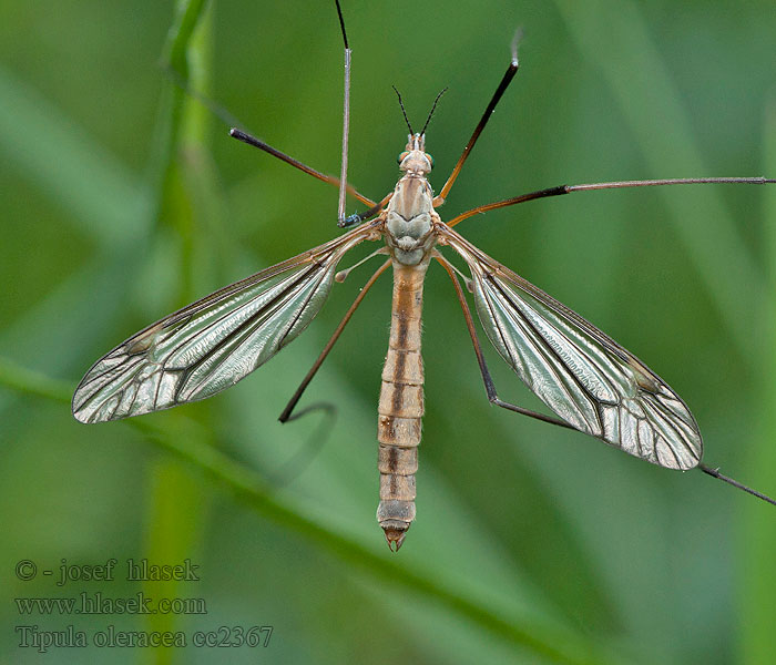 Tiplice zelná Kohlschnake Marsh crane fly Tipula oleracea