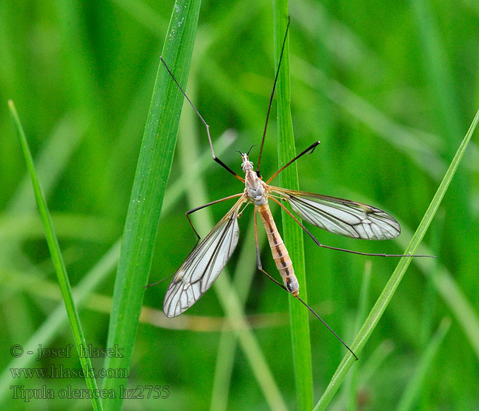 Tipula oleracea Marsh crane fly Tipule potagère-femelle Koollangpootmu