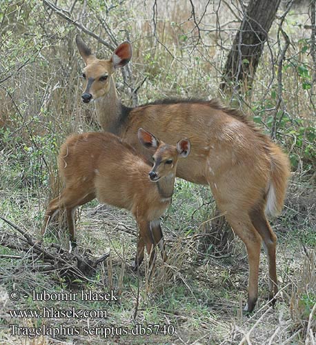Gazelle front roux Guib harnaché Guib harnaché bosbok Bozóti bak antilop Schirrantilope Bushbock Buszbok
