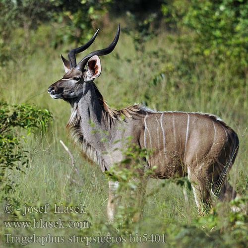 Большой куду Голямо куду 大羚羊 Mare Kudu