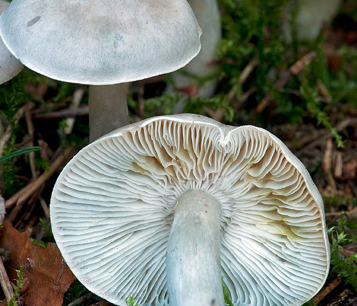 Tricholoma argyraceum Grey-capped mushroom Sárguló pereszke