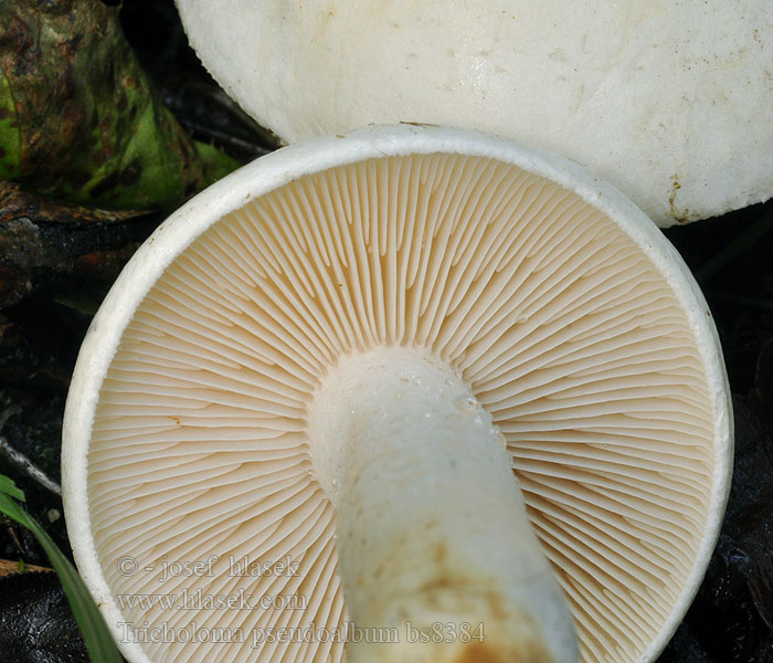 Čirůvka běložlutavá Tricholoma pseudoalbum