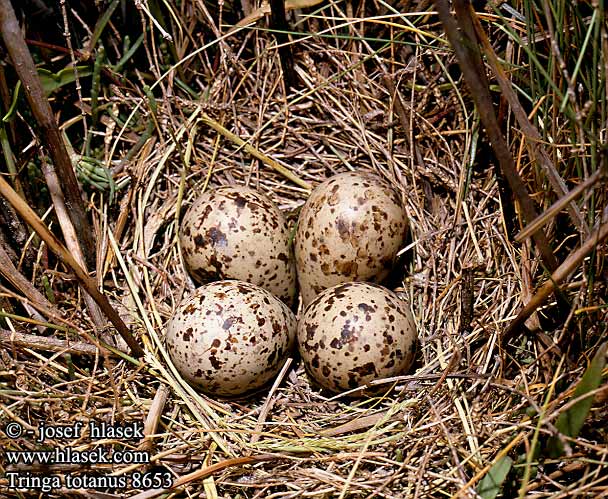eggs nest Tringa totanus Redshank Rotschenkel Chevalier gambette