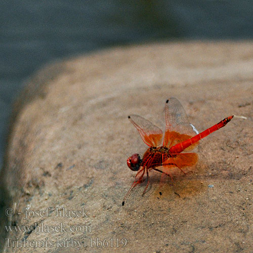 Trithemis kirbyi Orange-winged Dropwing Kirby's 非洲紅蜻蜓（學名 Oranje zonnewijzer トンボ科 Gefleckter Sonnenzeiger