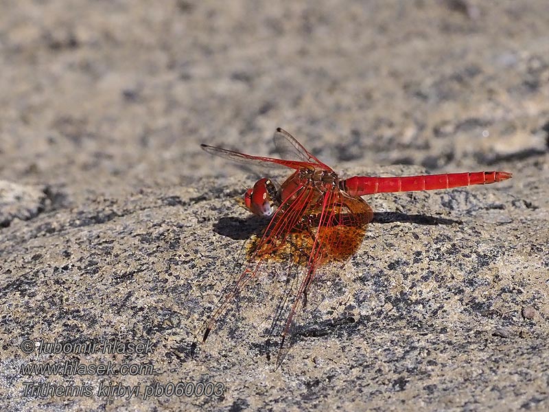 非洲紅蜻蜓（學名 Oranje zonnewijzer Trithemis kirbyi