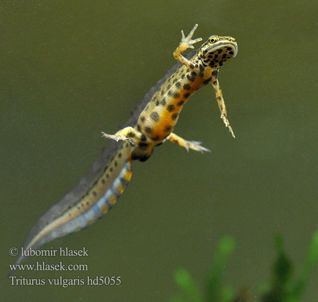 Triturus vulgaris Kleine watersalamander Tritone punteggiato