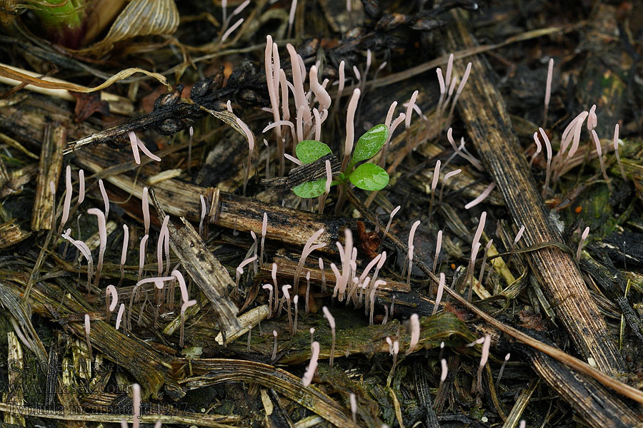 Typhula incarnata Paluška travní Typhula-Fäule Roze grasknotsje