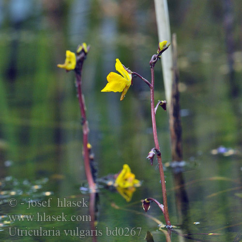 Utricularia vulgaris Greater Common Bladderwort Gemeiner Wasserschlauch