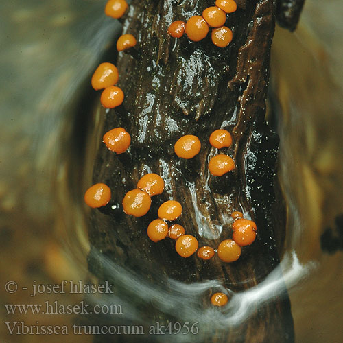 Fadenscheibchen Faden-Scheibchen Vibrissea truncorum