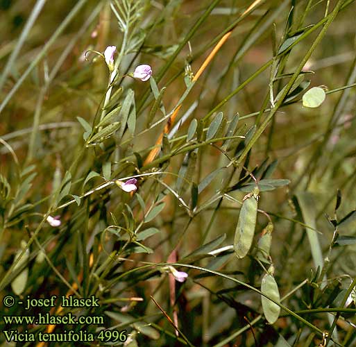 Vicia tenuifolia Feinblättrige Wicke Stijve wikke Fine-leaved Vetch