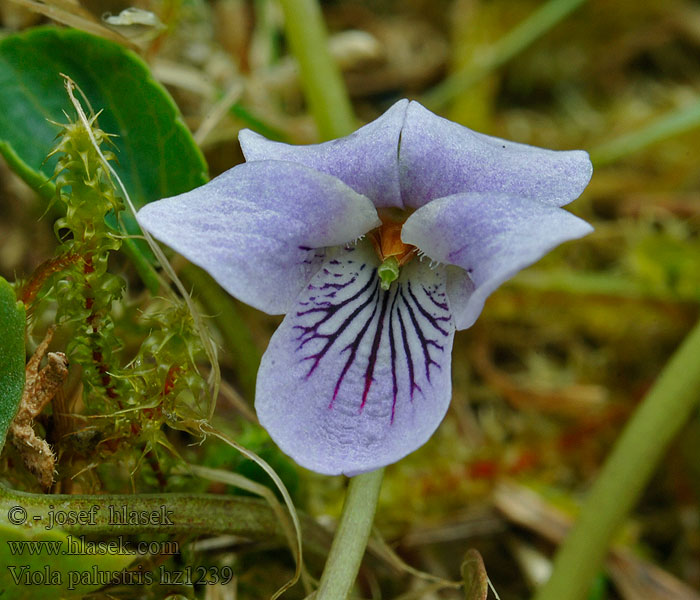 Violka bahenní Viola palustris Блатна теменуга Viola pensier
