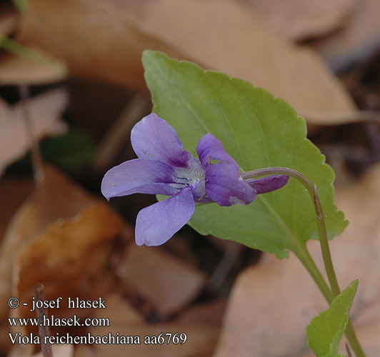 Viola reichenbachiana sylvestris Wald-Veilchen Fiołek leśny