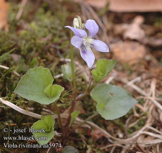 Viola riviniana Violka Rivinova Fialka Rivinova Common Dog-violet
