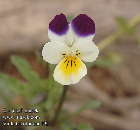 Viola tricolor Wild Pansy Heartsease Pensamiento planta Pensée sauvage