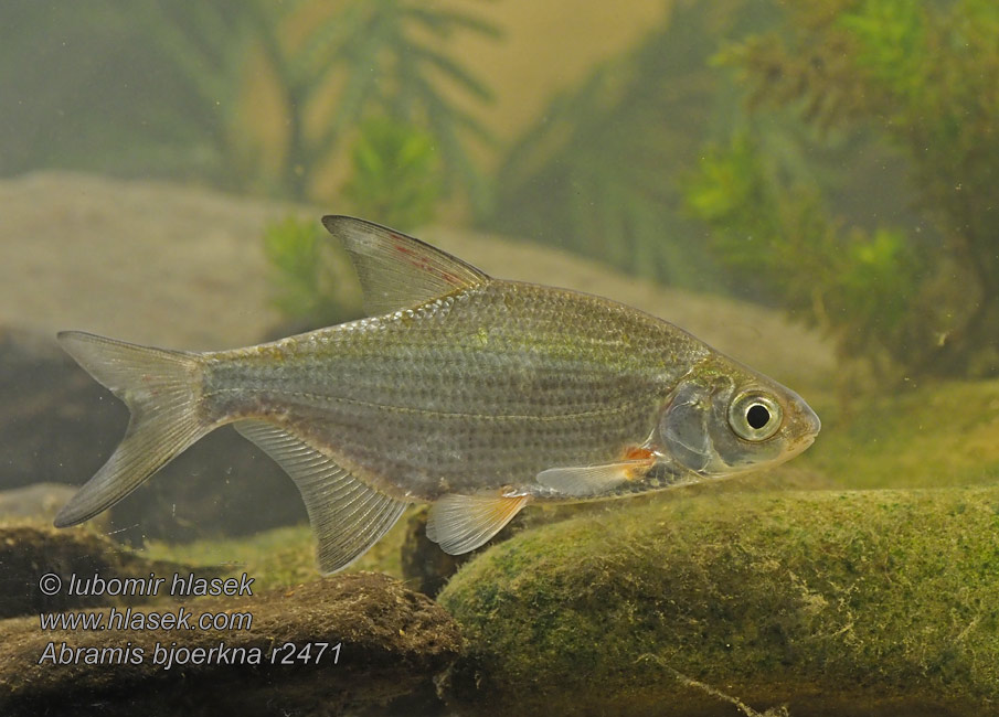 Kolblei Flire Krąp Густера Piest zelenkavý Abramis bjoerkna