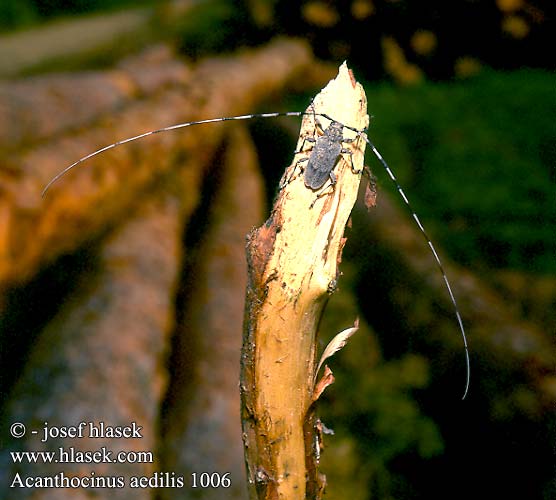 Acanthocinus aedilis Zimmermannsbock Timberman beetle Timmerman skalbagge Större