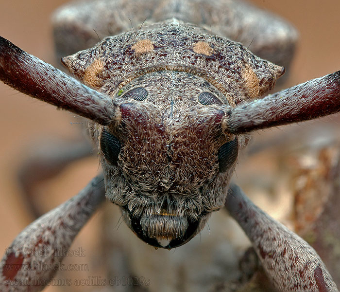 Timberman beetle Acanthocinus aedilis