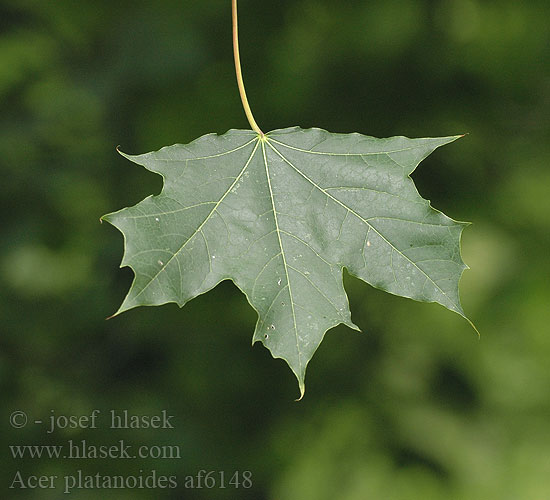 Acer platanoides Çınar yapraklı akçaağaç Клен звичайний гостролистий