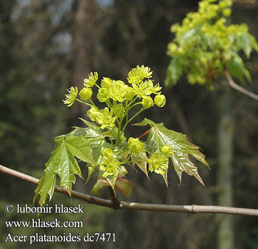 Acer platanoides  Noorse bolesdoorn esdoorn Acero platanoide riccio