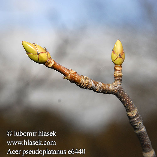 Acer pseudoplatanus Javor klen Sicómoro Tysklönn Çınar Yapraklı Akçaağaç