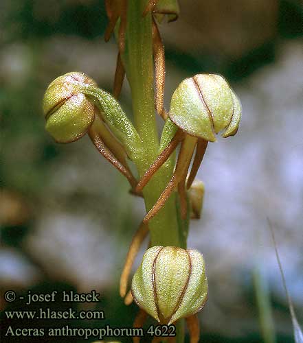 Aceras anthropophorum Orchis Aceras podivný Aiton man orchid Wild