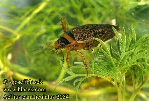 Acilius canaliculatus 2054