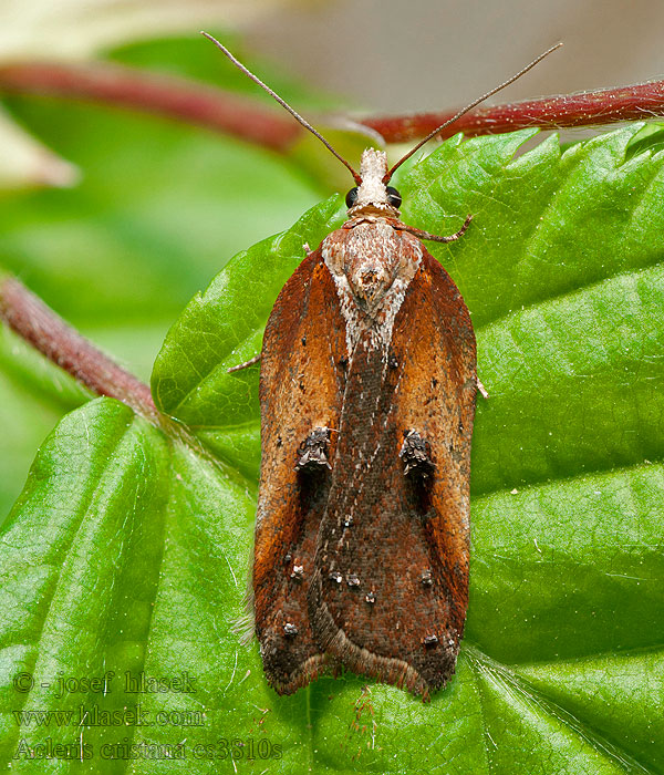 Rufous-margined Tufted Button Moth Acleris cristana