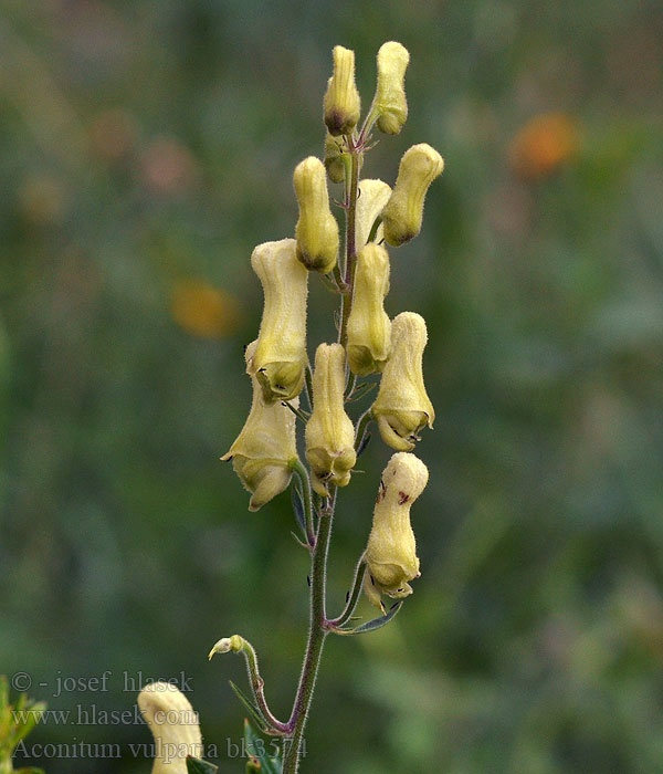 Aconitum vulparia Lycoctonum Yellow wolfsbane wolfbane