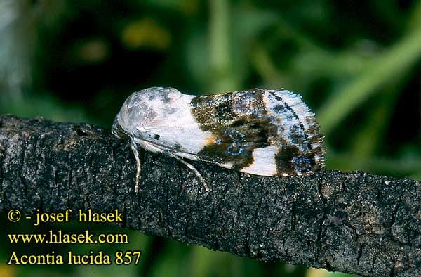 Acontia lucida Pale Shoulder Malveneule Světlopáska slézová Bleekschouderuil