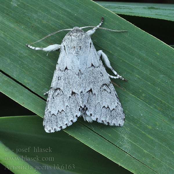 Šípověnka maďalová Sycamore moth Ahorn-Rindeneule Ahorneule Noctuelle