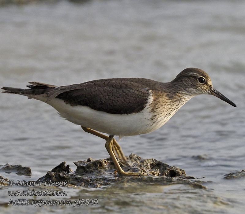 Kedidi Pasir Oeverloper Piro-piro piccolo Maçarico-das-rochas Actitis hypoleucos