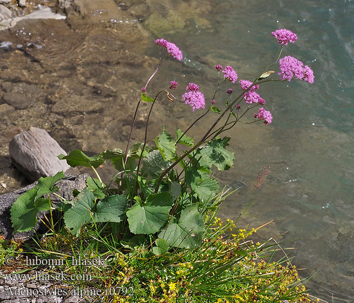 Adenostyles alpine glabra Havez alpská Grüne Alpendost Adénostyle Alpes cavolaccio verde